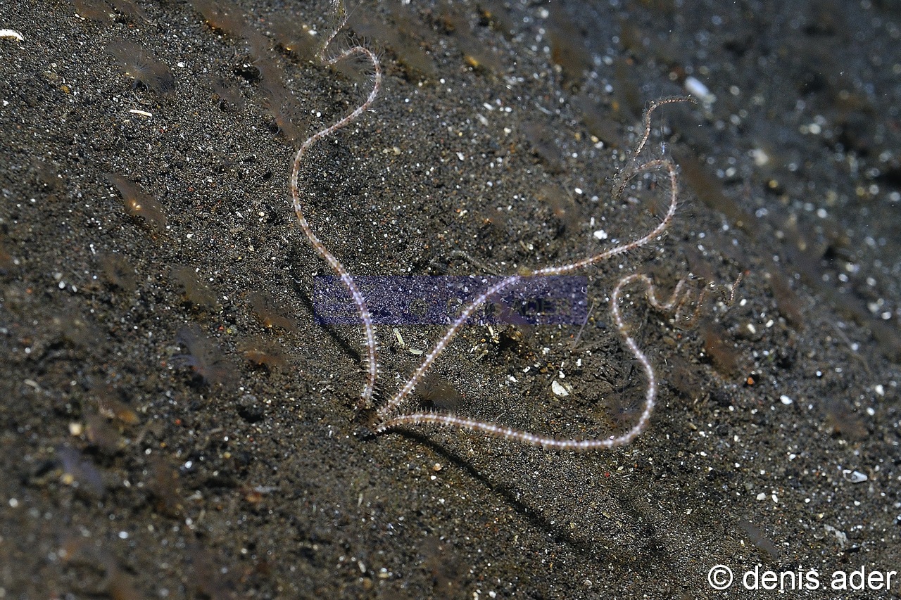 Amphiura sp Komodo Bontoh-17m-20160803-Denis-ADER-DSC_9388_tn.jpg